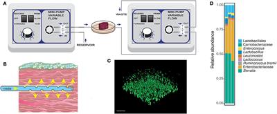 Thriving Under Stress: Pseudomonas aeruginosa Outcompetes the Background Polymicrobial Community Under Treatment Conditions in a Novel Chronic Wound Model